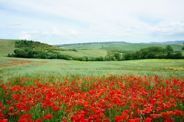 Fototapeta na wymiar Poppies field in Ttuscany