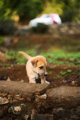 Small puppy playing on dirt after the rain
