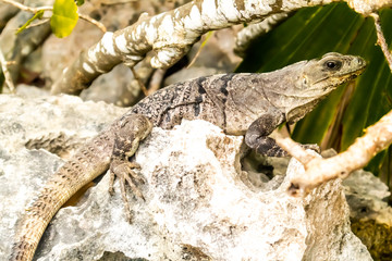 Playa Del Carmen, Quintana Roo / Mexico - 11 10 2019: Iguana camourflaged in the rocks