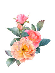 Hand drawn watercolor arrangement with picturesque pink and tea roses, rosebuds and leaves isolated on a white background. Floral botanical illustration for wedding invitations,greeting cards,patterns
