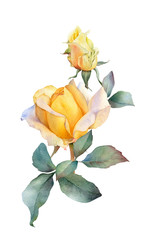 Hand drawn watercolor arrangement with picturesque yellow rose flower,  rosebud and green leaves isolated on a white background. Floral illustration for wedding invitations, greeting cards - obrazy, fototapety, plakaty