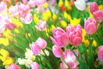 Obraz premium Colorful of couple pink tulips against sunlight as floral background
