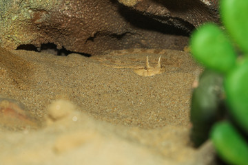 Close up Sahara horn viper in sand at the cave