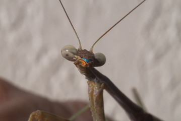504 Praying Mantis