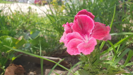 red flower in the garden