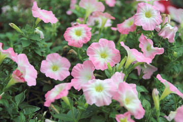 Beautiful pink petunia flowers (Petunia hybrida) in garden soft focus