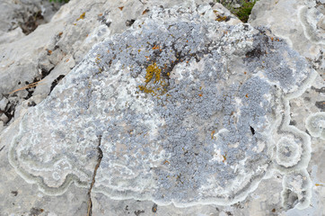 Picturesque colony with a predominance of the blue lichen on a limestone boulder