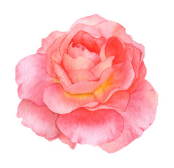 Picturesque full-blown pink rose flower hand drawn in watercolor isolated on a white background. Botanical illustration. Watercolor floral illustration.