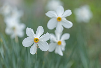 Fototapeta na wymiar fragile wild flowers of Narcissus angustifolius. flower Narcissus angustifolius selective focus. 