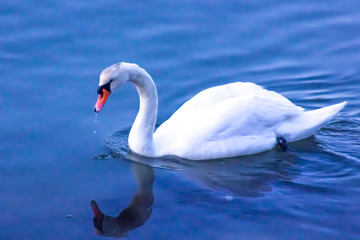 Marchwood, Southampton / UK - 03 04 2018: Swan on River Test