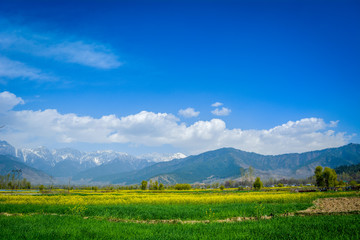 Fototapeta premium Mustard Field of Pahalgam, Jammu and Kashmir, India