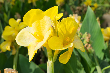 Flor amarilla