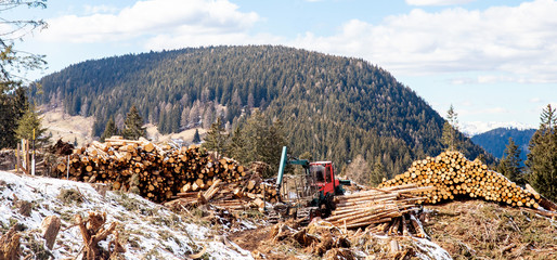 Work harvester stacked wood logs tree background blue sky. Concept lumber timber industry...
