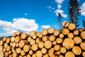 Stacked wood logs tree background blue sky. Concept lumber timber industry deforestation