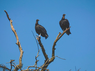 stork in the nest