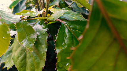 Spike green leaves with raindrops