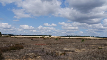 some bushes in a desert