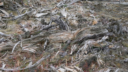 dead roots of a tree