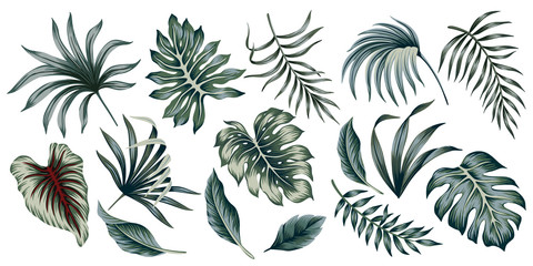 Tropical vintage palm leaves floral clip art. Exotic botanical print. - obrazy, fototapety, plakaty