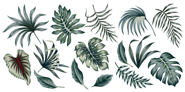 Fototapeta Tropical vintage palm leaves floral clip art. Exotic botanical print.