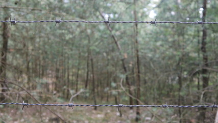 parallel barbed wire on a background of trees