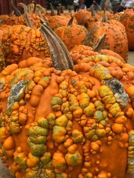 Bumpy Gourd Pumpkin