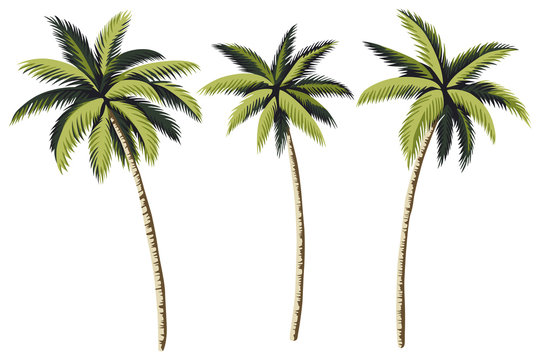 Tropical vintage palm trees floral clip art. Exotic botanical print.