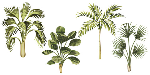 Fototapeta na wymiar Tropical vintage palm trees floral clip art. Exotic botanical print.