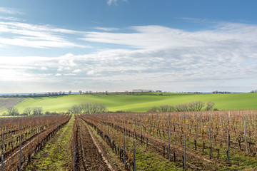 View of vineyards and farms in the Svatoborice region of Moravian Tuscany during a sunny autumn day in the background blue sky full of clouds and rugged wavy landscape full of green color.