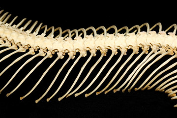 Close up body bone viper on black background