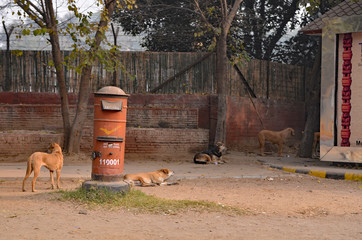 Strasse Neu Dehli