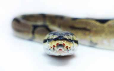 Ball Python