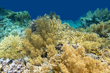 Naklejka na ściany i meble Colorful coral reef at the bottom of tropical sea, yellow fire coral broccoli coral, underwater landscape