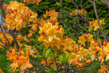 Blooming yellow-orange deciduous rhododendron in the garden. Beautiful flowering bush. Sunny azalea flower. Spring season.