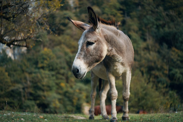 Fototapeta premium donkey in field
