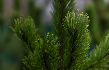 Pine branches close-up. Evergreen tree on blurred natural background. Garden, forest, park plant.