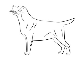 Labrador Retriever dog. Isolated outlined sketch, logo contour vector illustration