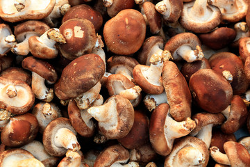 Piles of fresh mushrooms