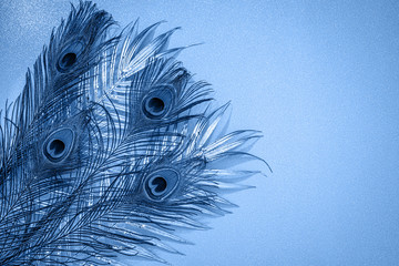 Christmas or New Year composition. Blue colored decorative palm leaves with colorful classic peacock feathers on sparkling glitter background, copy space, text place.  © Fleuronica