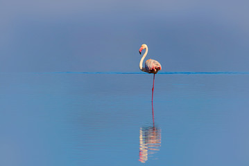 Wild african birds. One bird of pink african flamingo  walking around the blue lagoon on a sunny day