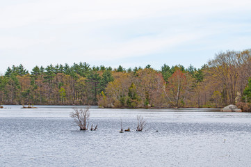 Bushes Under Water