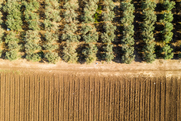 Aerial image of Mediterranean Olive trees plantation.