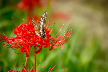 Spider lily and butterflie © 健太　若月