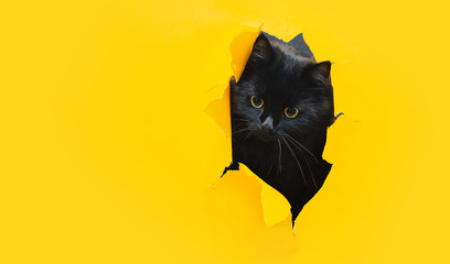 Funny black cat looks through ripped hole in yellow paper. Peekaboo. Naughty pets and mischievous domestic animals. Copy space, bright background.