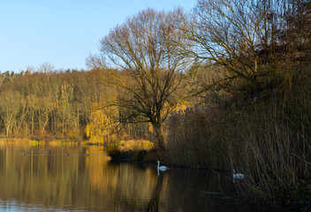 Fototapeta premium Wundervolle Herbstimmung mit prachtvollem Baum und blauen Himmel in der Grube Fernie in Linden / Hessen