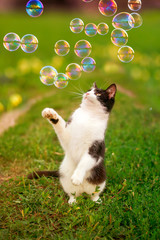 beautiful portrait with cute funny kitten jumping on green the grass on the summer warm Sunny meadow and catches shiny soap bubbles with his paws
