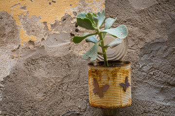 Plant decoration of a street, Bosa, Sardinia