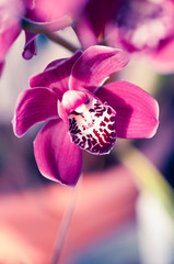 Fototapeta na wymiar Phalaenopsis orchid macro