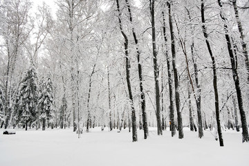 Tree in the Snow