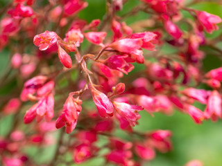 Heichera blood red on a light green background.
